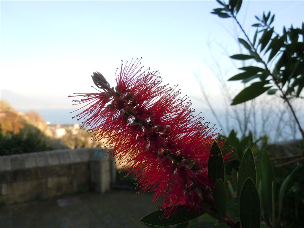 Callistemon speciosus